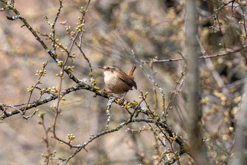 A Eurasian Wren perched on a budding branch, showcasing its natural habitat in spring.