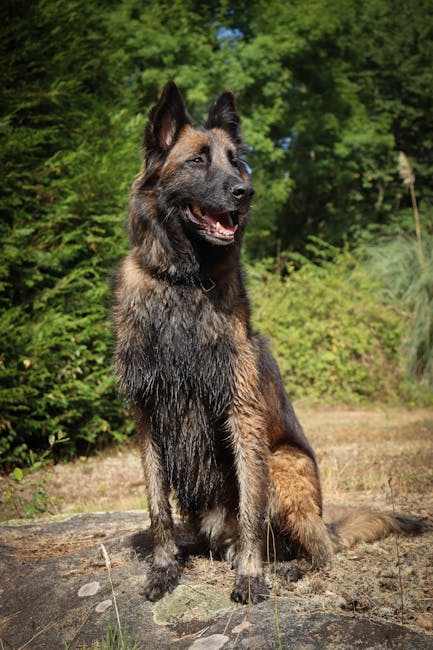 Belgian Laekenois - Large Herding dog