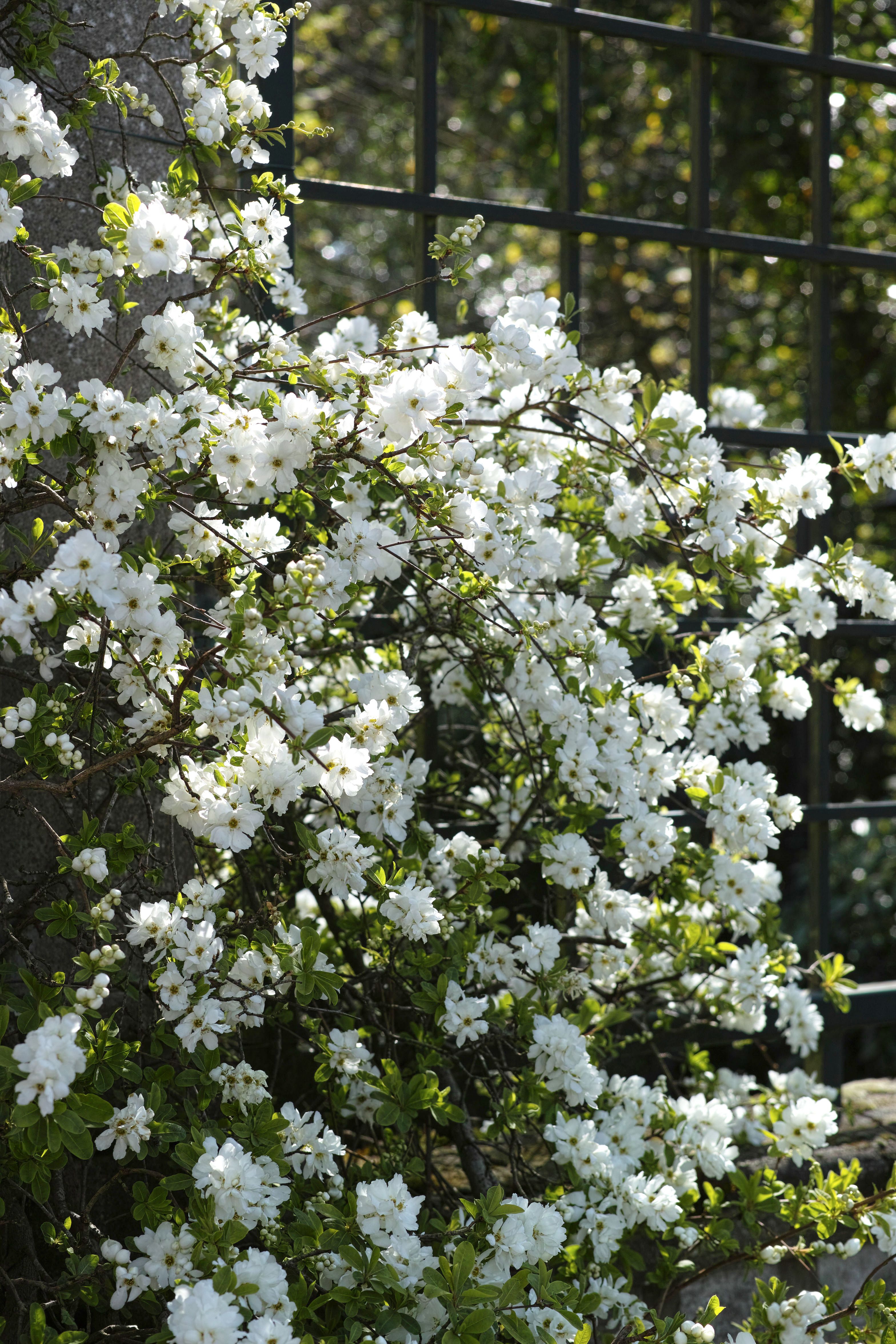 Blooming White Flowers in Garden in Spring · Free Stock Photo
