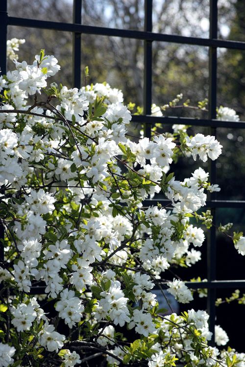 Free Beautiful white pearlbush flowers blooming in spring against a trellis. Stock Photo