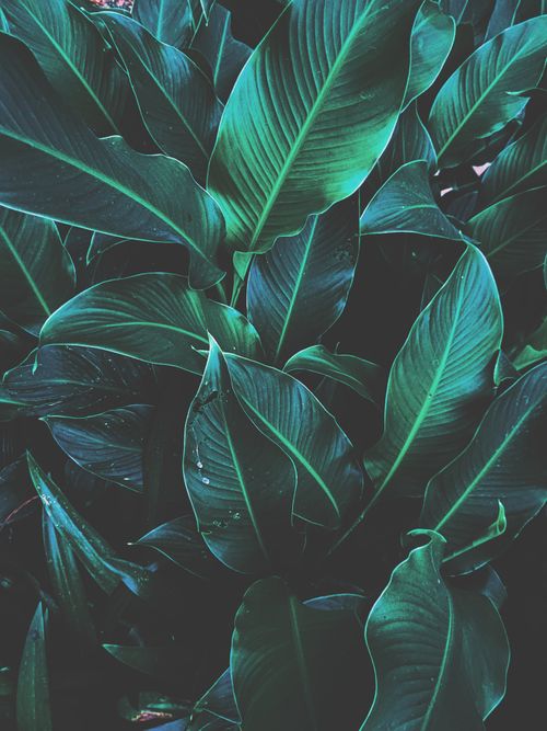 Free Close-up of lush tropical leaves showcasing vibrant green tones and natural patterns. Stock Photo