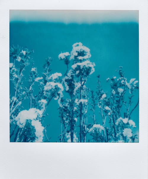 Fotobanka s bezplatnými fotkami na tému kvety, modrá, okamžité fotografovanie