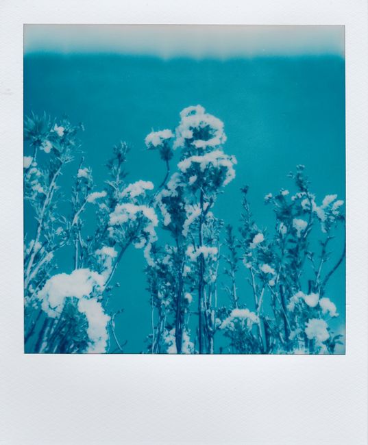 Artistic polaroid photo capturing flowers against a bright blue sky.