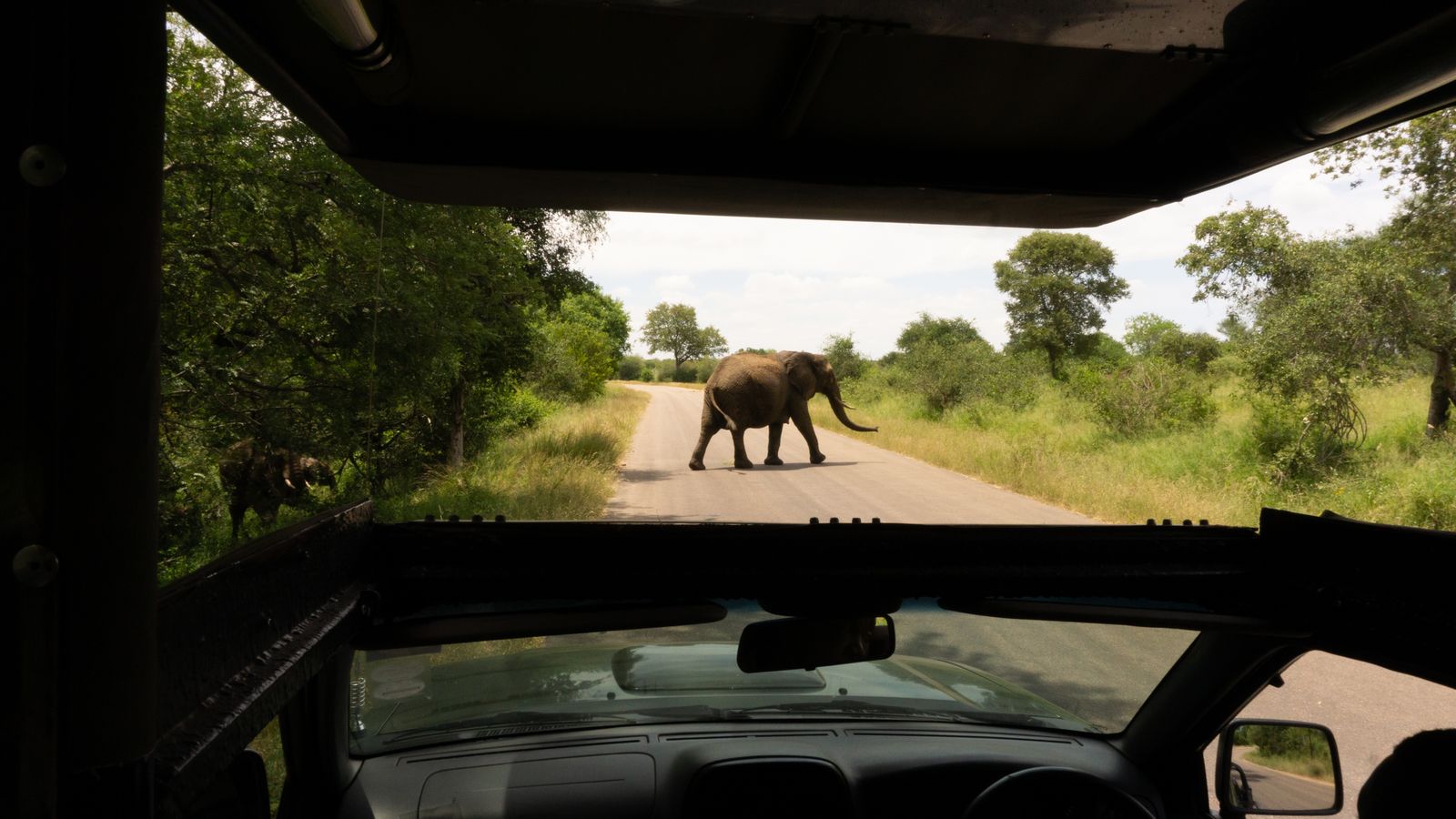 An elephant crossing the road in front of a car, Eswatini