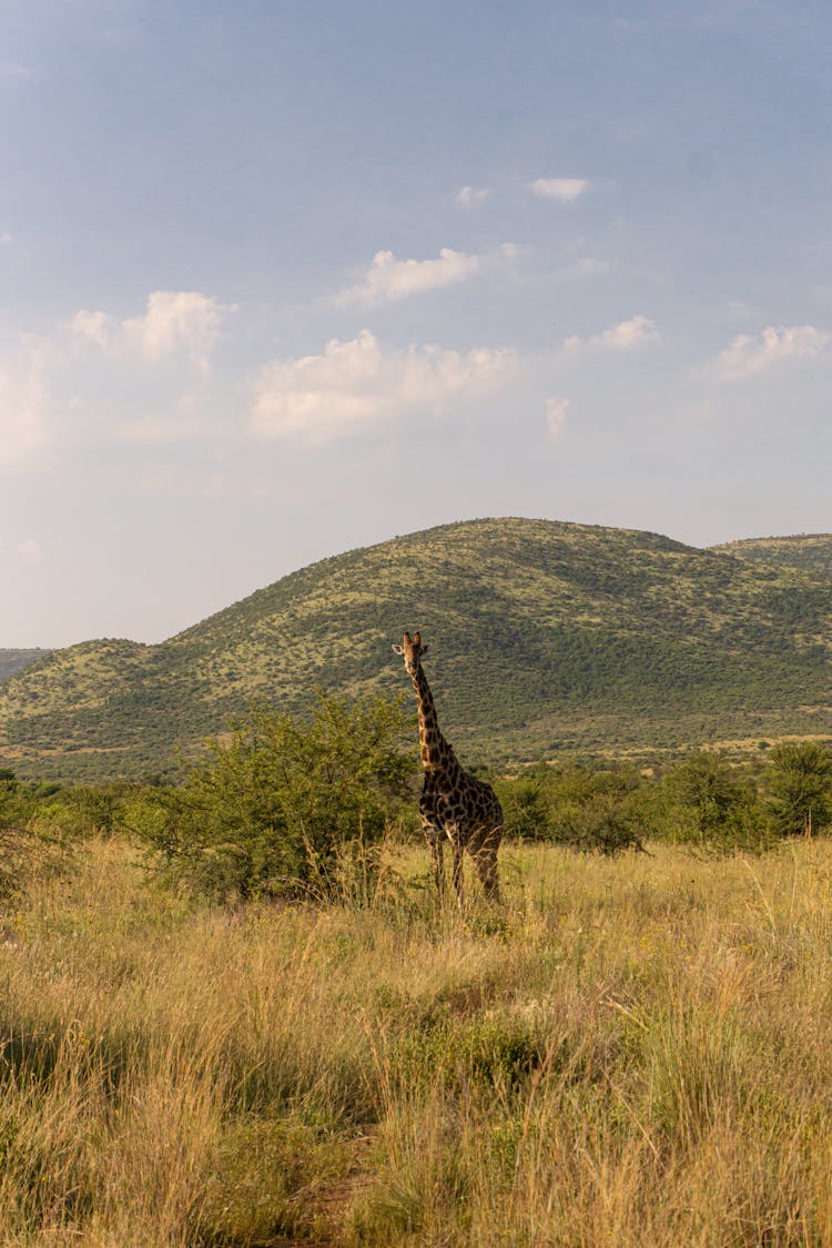 Giraffe On Safari 