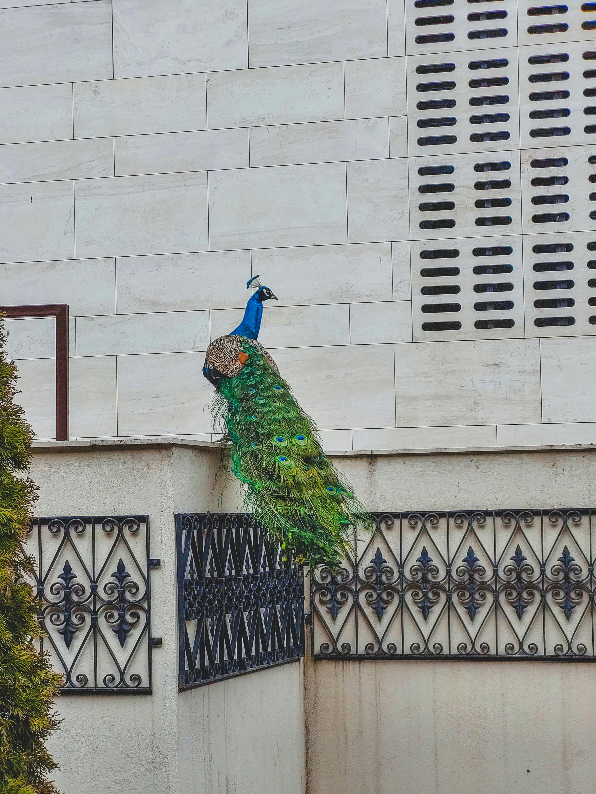 Green and Blue Peacock Feather · Free Stock Photo