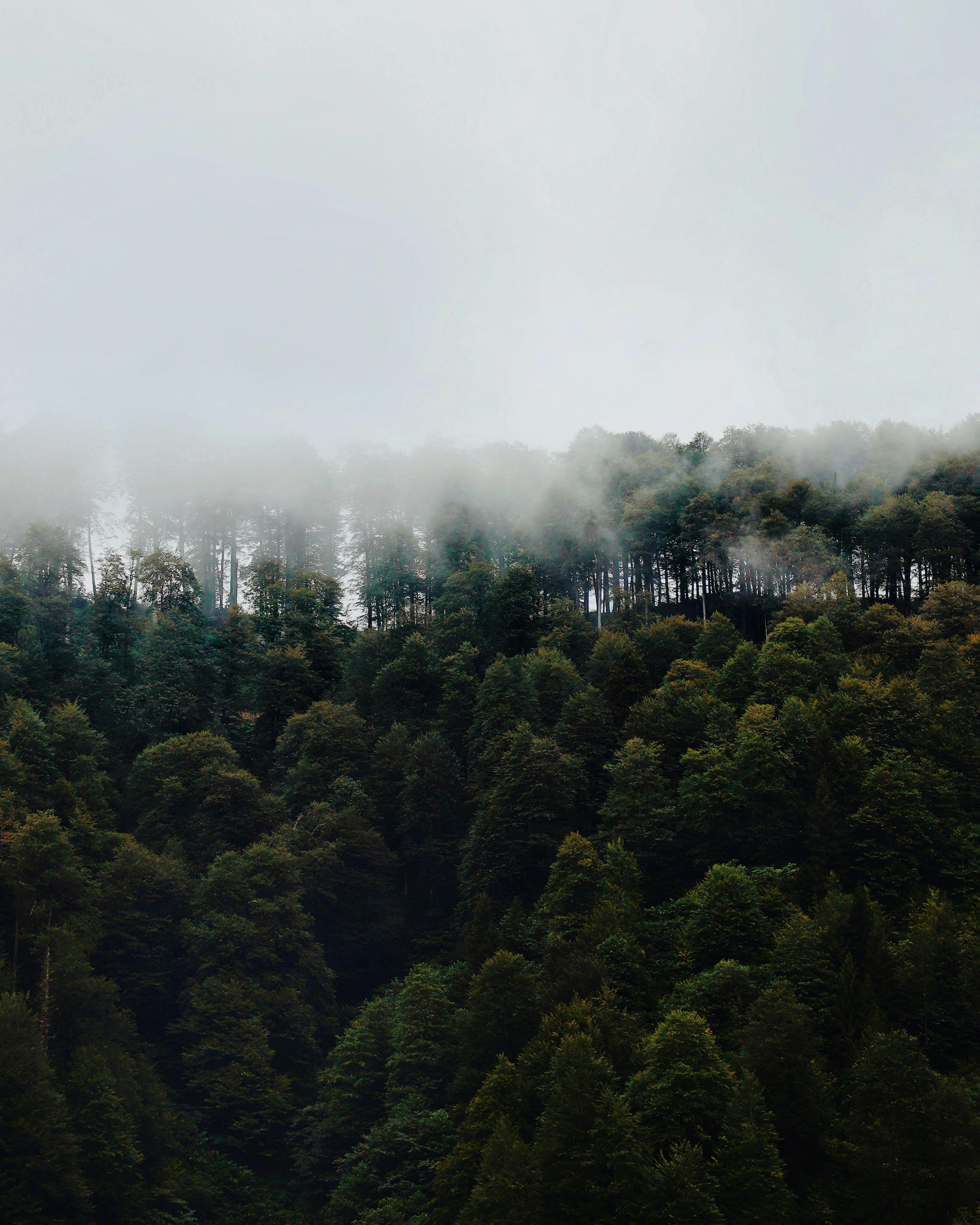 Aerial view of a mist-covered forest, showcasing dense green trees and atmospheric fog.