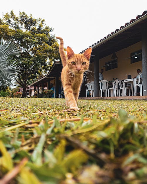 Cat on Grass
