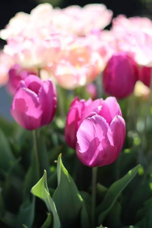 Purple Tulips in Nature