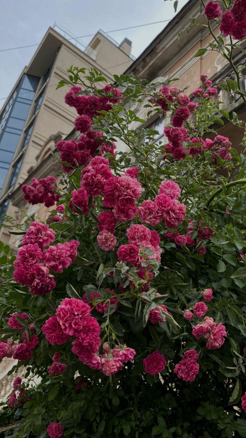 Free Cluster of vibrant pink roses blooming with urban architectural backdrop, showcasing nature's beauty in a city setting. Stock Photo