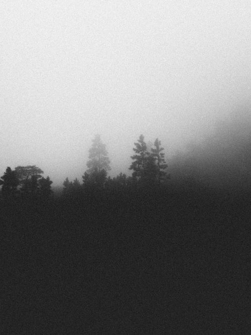Free Captivating black and white image of misty forest scenery with tall trees. Stock Photo
