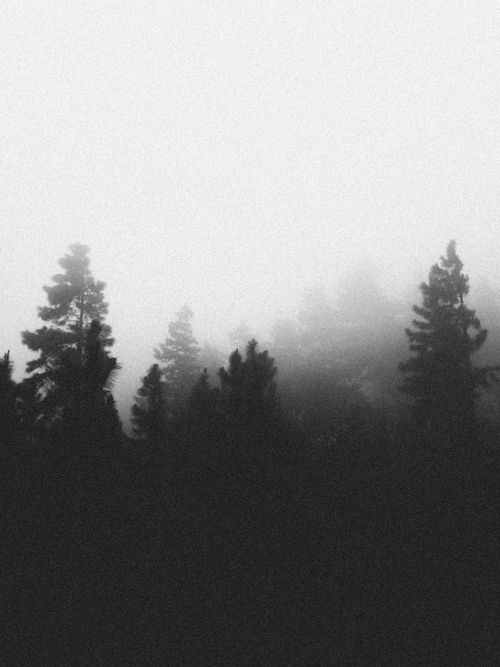 Free A serene black and white view of a foggy forest, showcasing misty trees and tranquil nature. Stock Photo