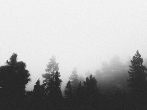 Forest under Fog in Black and White
