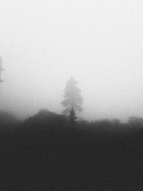 Fog over Tree in Black and White