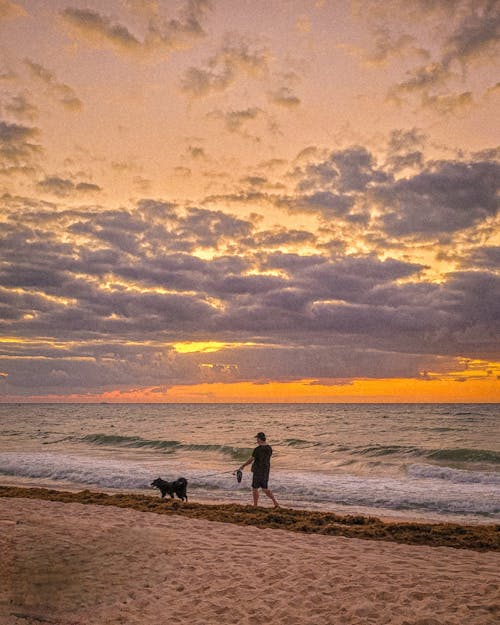 Free stock photo of american bulldog, beach sunset, pet care