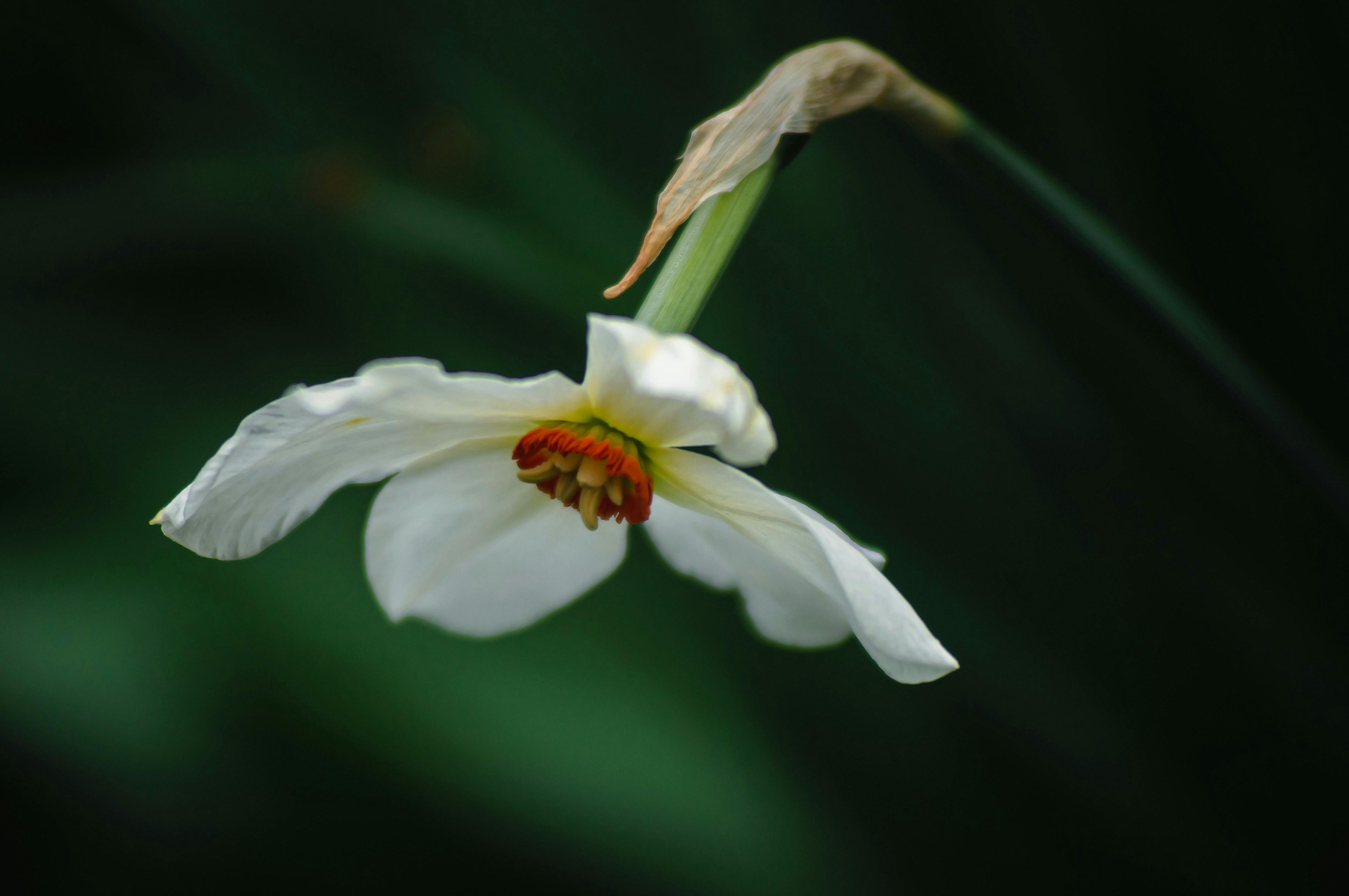 Narcissus Wallpaper Photos, Download The BEST Free Narcissus Wallpaper