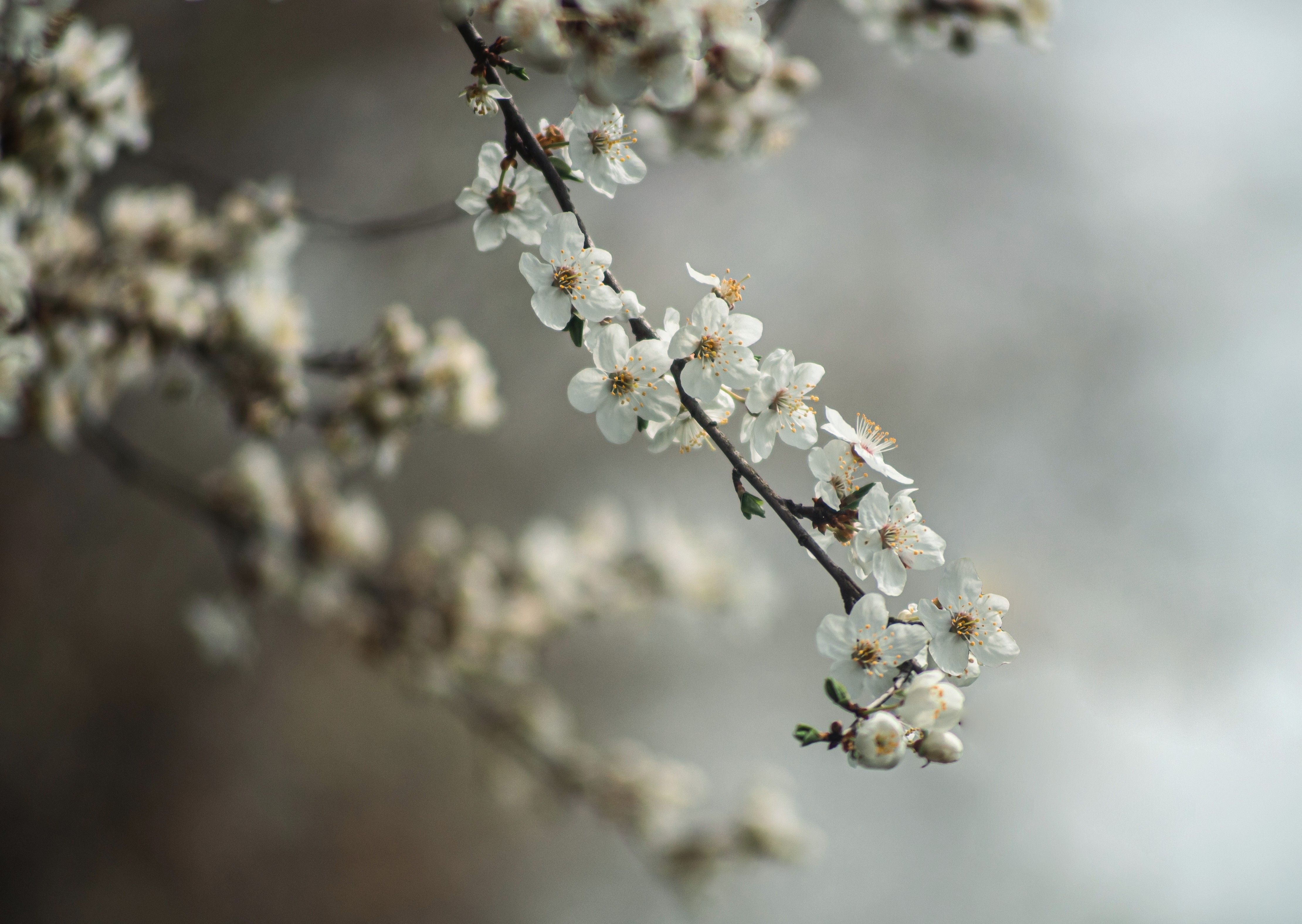 Close up of Cherry Blossoms · Free Stock Photo