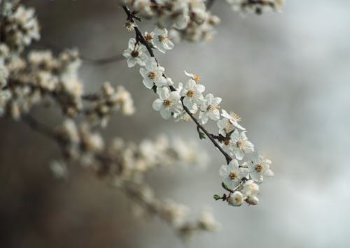 Ingyenes stockfotó cseresznye, fehér, friss témában Stockfotó