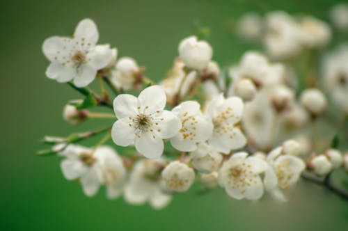 Apple Tree Blossoms in Close Up