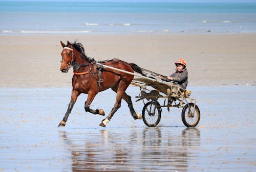 Horse Pulling a Cart with the Rider on a Beach during a Horse Race 