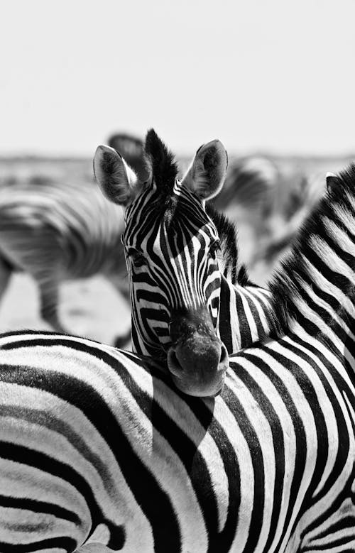 Zebras in Black and White