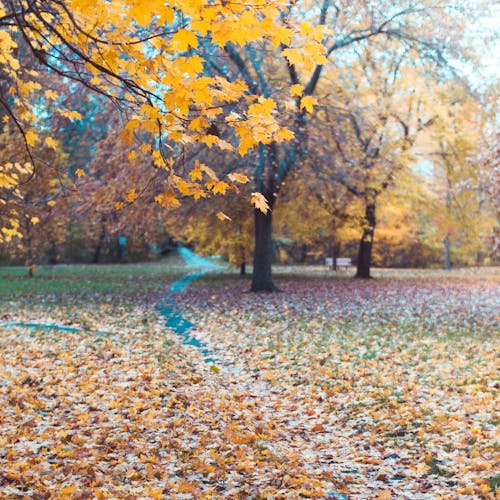 公园路径, 秋天的顏色, 路徑 的 免费素材图片
