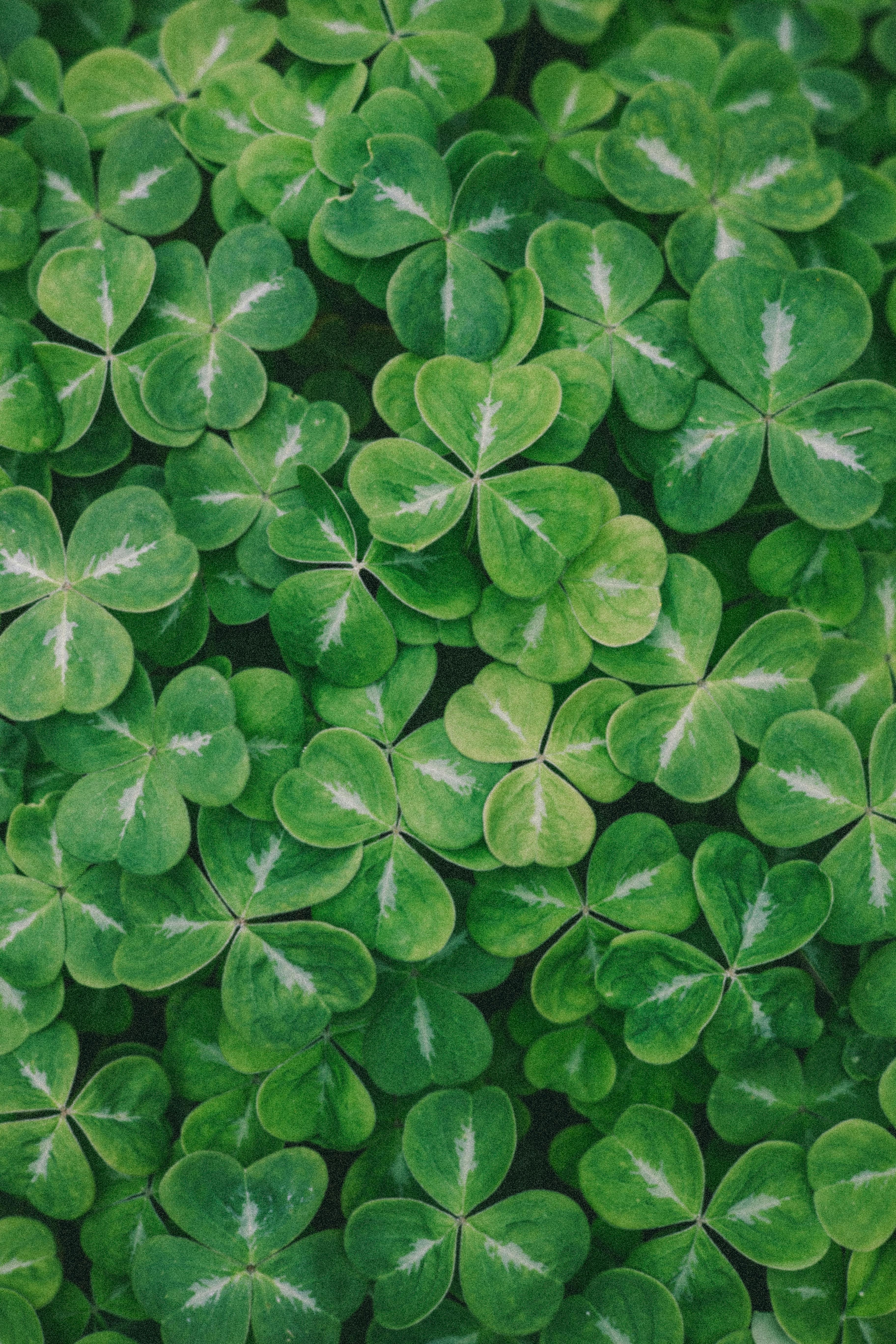 Free Download Four Leaf Clover Wallpapers HD  PixelsTalkNet