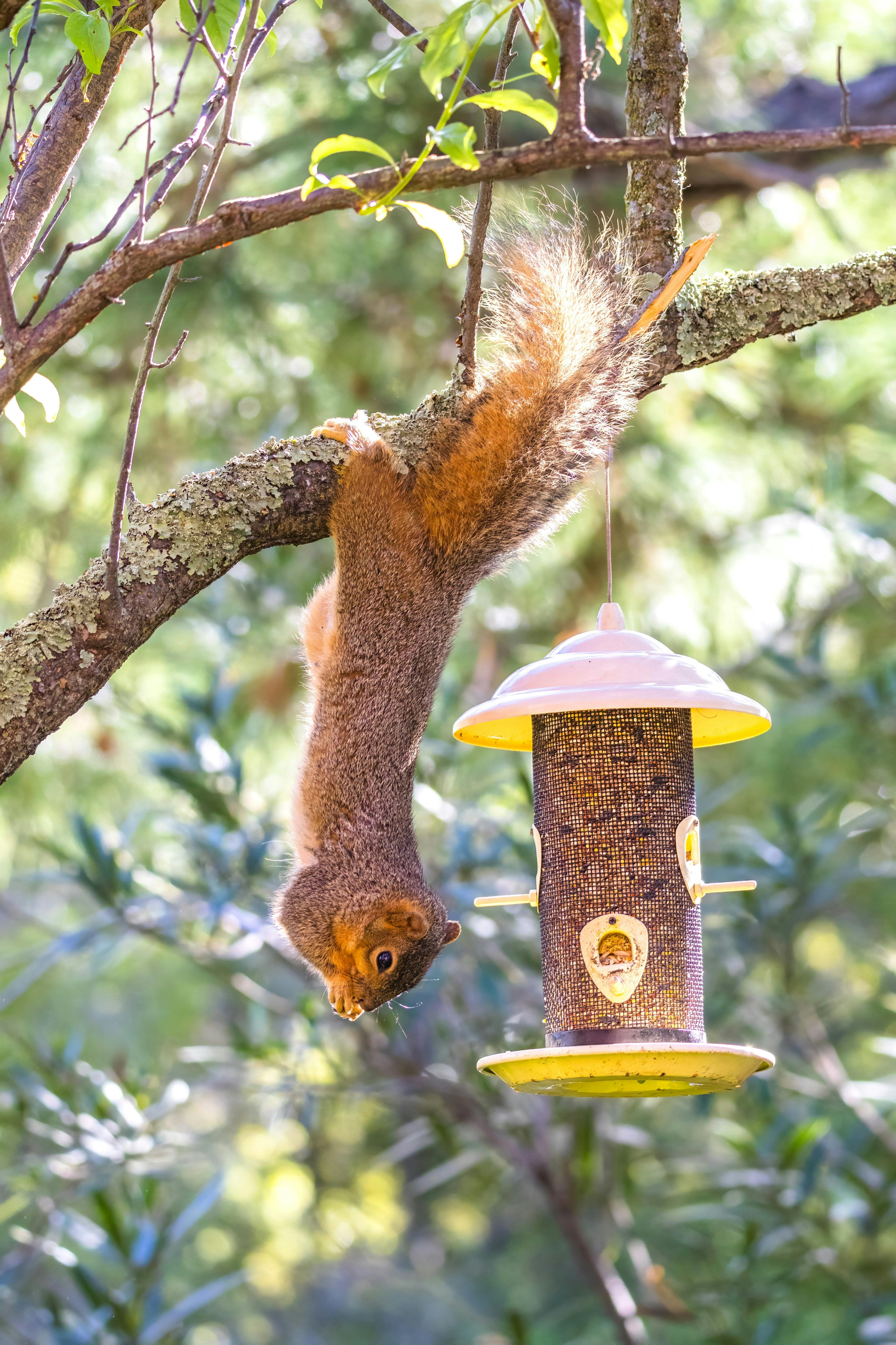 Squirrel Eating from Bird Feeder · Free Stock Photo