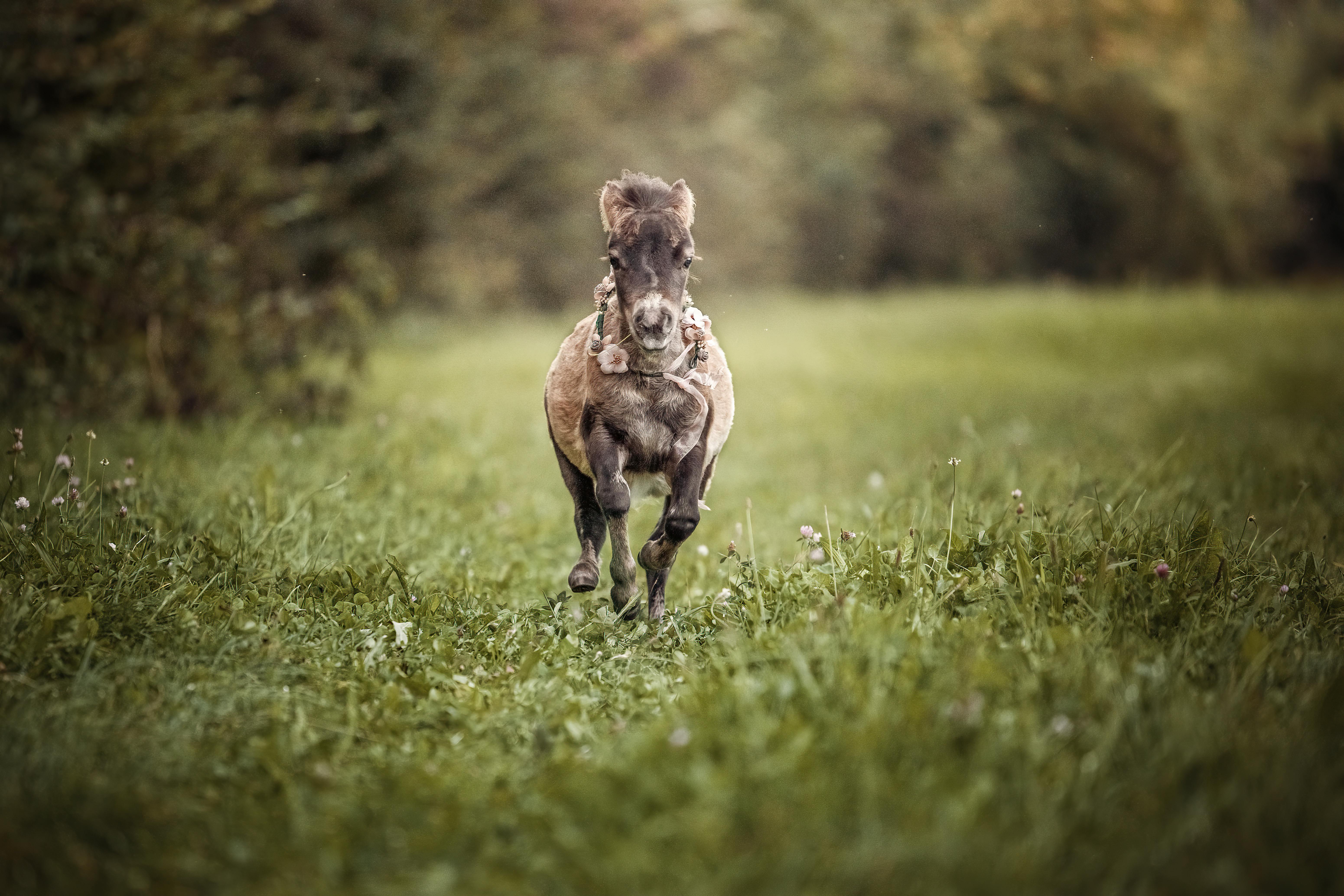 a foal running on a grass field