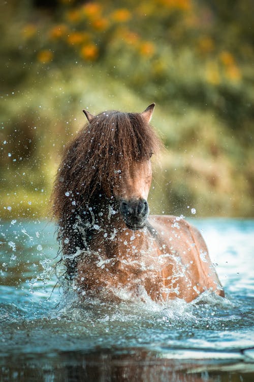 Gratis arkivbilde med brun, dyr, hest