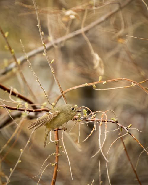 Ruby Crowned Kinglet Perching on Tree in Autumn
