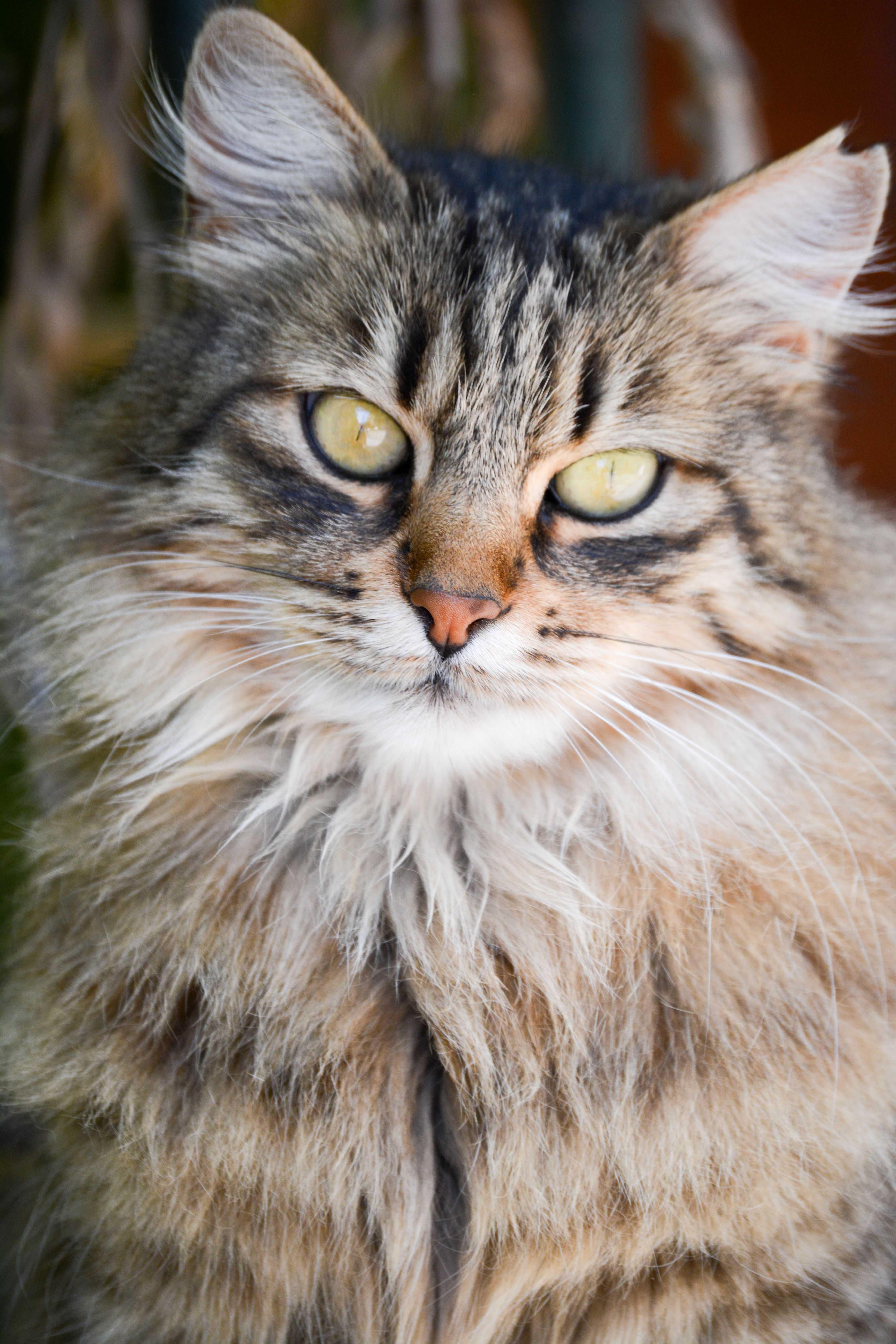 Portrait of Cat · Free Stock Photo