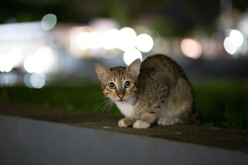 Kostenloses Stock Foto zu haustier, katze, mauer