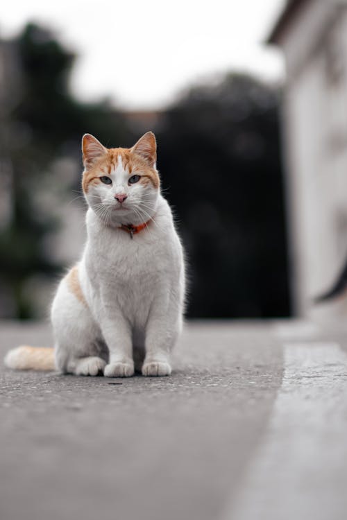 A Domestic Cat with a Collar Sitting on an Asphalt Street 