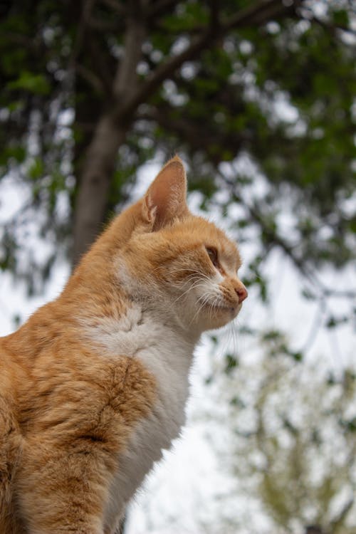 Бесплатное стоковое фото с бело-оранжевый кот, вертикальный выстрел, домашний