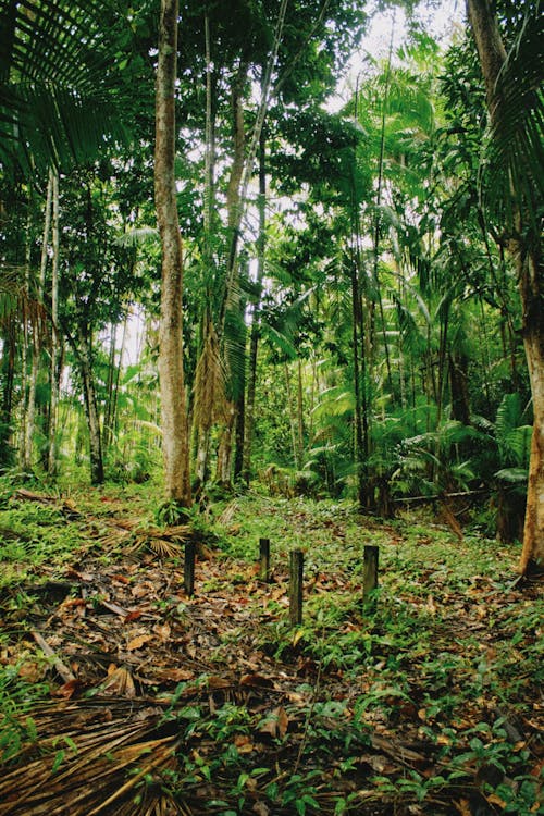 Gratis lagerfoto af jungle, lodret skud, løv