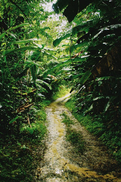 Gratis lagerfoto af frodig, gangsti, jungle