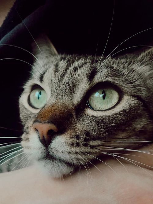 Free A detailed close-up of a green-eyed tabby cat, highlighting its whiskers and curious expression. Stock Photo