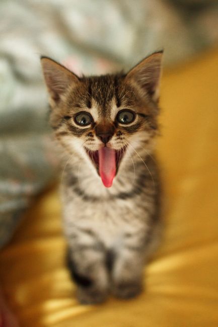 Close-up of a cute yawning tabby kitten indoors, showcasing its playful and adorable nature.