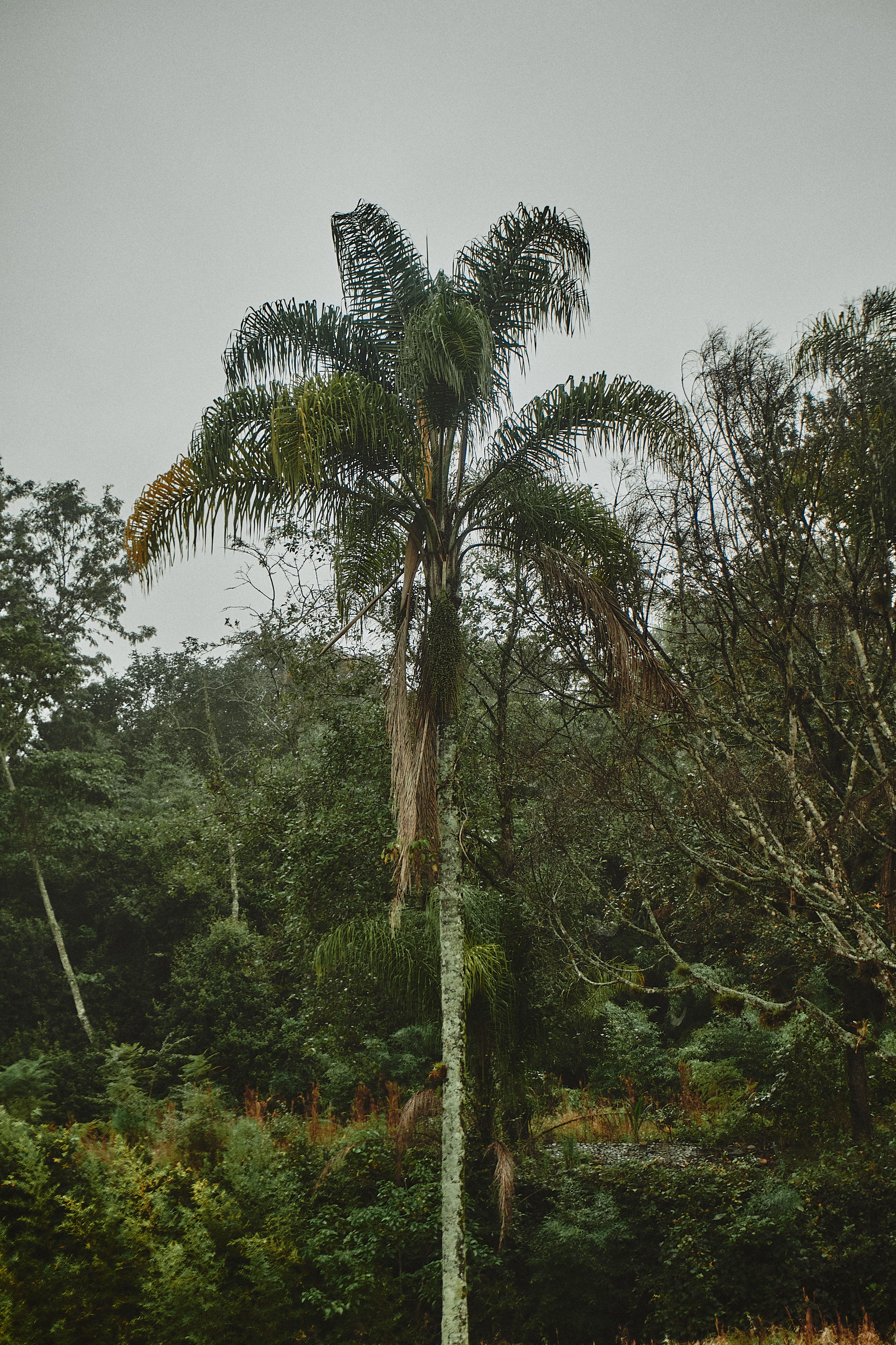 Fotomural Vegetación exuberante y una palmera prominente en el bosque subtropical de Xalapa Enríquez, México.