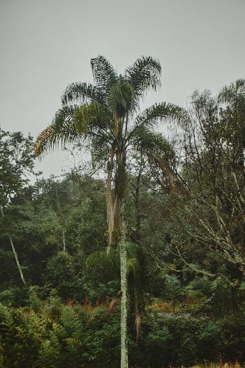 A Palm Tree in a Dense Forest 