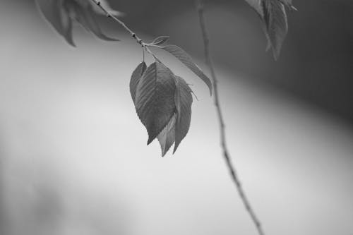 나뭇잎, 블랙 앤 화이트, 성장의 무료 스톡 사진