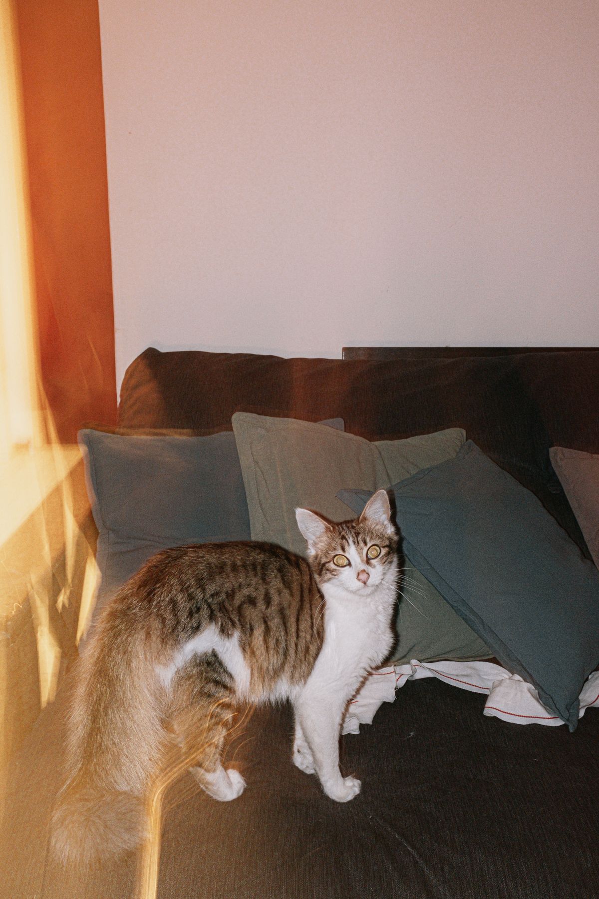 BC Cat Apartment Laws 2026: Strata Pet Bans, Rental Rules and Complaints