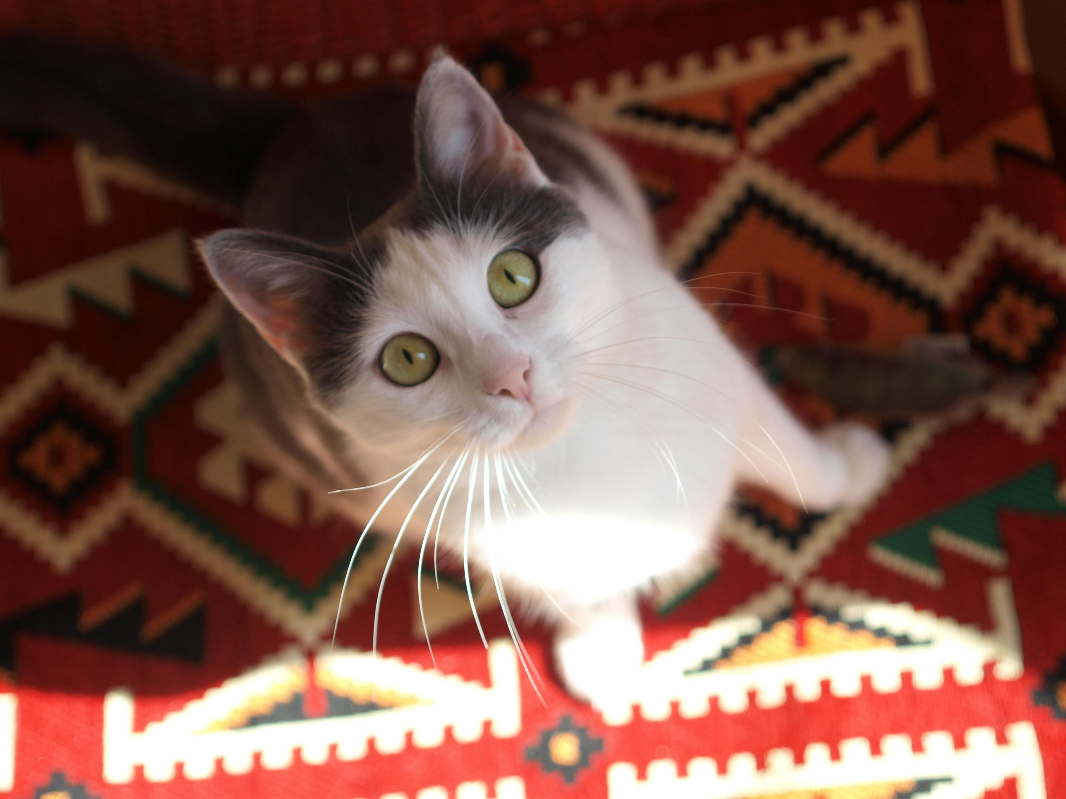 波斯地毯 - 波斯地毯