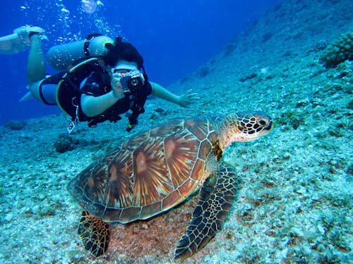 Základová fotografie zdarma na téma divočina, guam, korál