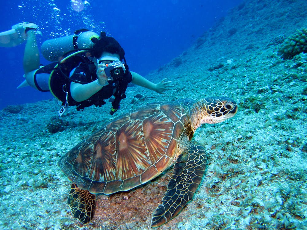 gratis Persoon Neemt Foto Van Schildpad Stockfoto