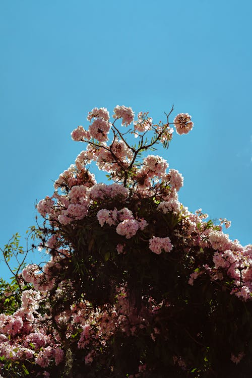 Low Angle Shot of a Tree with Pink Flowers on the Background o a Blue Sky 