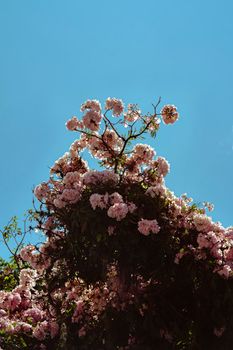 Beautiful pink blossoms in full bloom against a vibrant blue sky in Mérida, Venezuela.