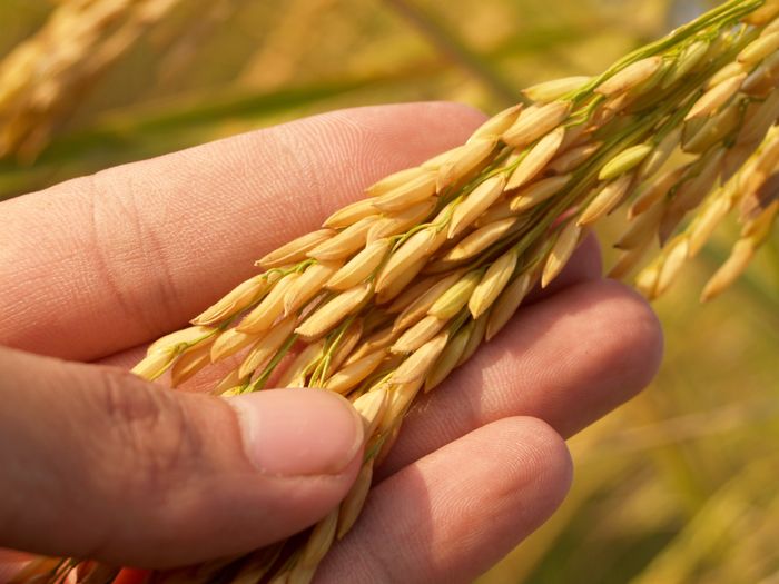 Golden ripe rice grains