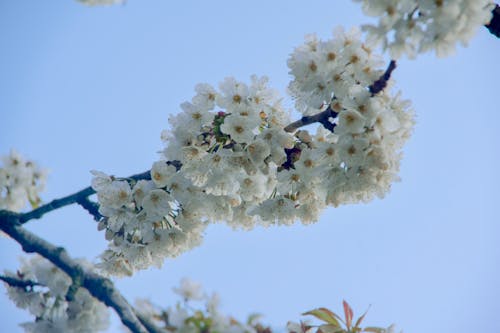 Fotobanka s bezplatnými fotkami na tému kvety ovocných stromov